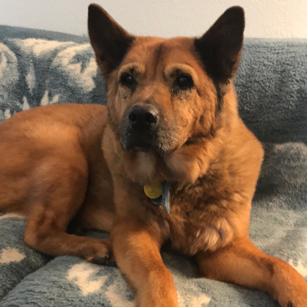 Meet your Posher, Janice